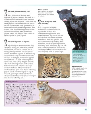 Big cats


                                                    Black panthers
Q Are black panthers also big cats?               Black panthers are actually
                                                  leopards or jaguars with

A Black panthers are actually black               more than the usual amount
                                                  of melanin.
leopards or jaguars. They are the result of a
condition called melanism that is common
among jaguars and leopards. This is when the      Q   How do big cats mark
black pigment called melanin in the root of       their territory?
the fur is produced in large quantities. It is
this condition that gives black panthers their    A All big cats are highly
colour. A few leopards and jaguars have less      territorial – each individual has
melanin than average. This gives them a           a particular territory that
greyish colour, and they are often known as       includes hunting grounds, dens
white leopards or white jaguars.                  and water holes. Big cats do not like
                                                  to share their territories, even with
                                                  members of their own species. They
Q Are teeth important to big cats?                warn other cats off by marking these
                                                  territories, usually by spraying urine or
A Big cats rely on their teeth to kill prey.      scratching trees. Sometimes, big cats rub
They have strong jaws, with three pairs of        their cheeks against rocks, trees or any
incisor teeth, one pair of canines, two or        other object. Other cats usually leave the
three pairs of premolars, and one pair of         area once they smell or see the signs.        Try these too…
molars. Apart from jaguars, all the other big                                                   Other Prehistoric
cats drive their large powerful canines into                                                    Animals (94–95), South
the neck of their prey, between the gaps in                                                     America (112–113),
                                                                                                Europe (116–117),
the backbone. The teeth cut through the                                                         Africa (118–119),
spinal cord, often killing the prey instantly.                                                  Asia (120-121)
The small but sharp incisor teeth located
between the canines help the cat scrape                                                          Solitary hunter
meat off the bones. The molars help to                                                         Adult leopards usually live
crack the bones open when the cat is feeding.                                                  by themselves except
Jaguars usually attack their prey on top of                                                    during the mating season.
                                                                                               But they require a smaller
the skull, piercing it in between the ears.                                                    territory than a tiger or
They can do this because they have wider jaws                                                  a pride of lions.
than those of other big cats.

  Mixing breeds
  A ‘liger’ is born to a male lion and a female
  tiger. This hybrid big cat looks like a lion
  with stripes. Some ligers have manes, while
  all ligers love to swim – just like tigers.
  Ligers can grow to be giants. Some of
  them even reach a height of about 4 metres
  (12 feet) and weigh over 400 kilograms
  (900 pounds). ‘Tigons’, which are born
  to a male tiger and a lioness,
  do not grow as big.



                                                                                                                       47
 