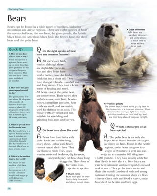 The Living Planet



Bears
Bears can be found in a wide range of habitats, including
mountains and Arctic regions. There are eight species of bear –                                                 Great swimmers
                                                                                                               Polar bears are
the spectacled bear, the sun bear, the giant panda, the Asiatic
                                                                                                                excellent swimmers
black bear, the American black bear, the brown bear, the sloth                                                   and spend almost
bear and the polar bear.                                                                                          as much time in
                                                                                                                  water as they
                                                                                                                  do on land.
 Quick Q’s:
 1. How do you know
                            Q   Do the eight species of bear
                            have any common features?
 when a bear is angry?
 When threatened or
 agitated, bears stand
                            A All species are fairly
 up on their hind legs.     similar, although there
 They probably do this      are slight differences in
 to appear larger to
 their enemies. They
                            size and diet. Bears have
 also use their clawed      stocky bodies, powerful limbs,
 paws to slash at           thick fur and a short tail. They
 an attacker.
                            have elongated heads, rounded ears
                            and long snouts. They have a keen
 2. How does the giant
                            sense of hearing and smell.
 panda spend most of
 its day?                   All bears, except the polar bear,
 The giant panda bear       are omnivorous. Their varied diet
 eats about 18 kilograms    includes roots, nuts, fruit, berries,
 (40 pounds) of             honey, caterpillars and ants. Bear
 bamboo leaves and                                                                        Ferocious grizzly
 stems or about 40          teeth are small, and are mainly                              The brown bear, known as the grizzly bear in
 kilograms (85 pounds)      used for defence or as tools. The                             North America, is a ferocious predator. When
 of bamboo shoots each                                                                     threatened or during a fight for a mate,
                            molar teeth are broad and flat,
 day. It spends up to                                                                       grizzlies stand up on their hind legs and
 14 hours just eating.      suitable for shredding and                                       use their long-clawed forepaws to fight.
                            grinding fruit, nuts and berries.
 3. What is special about
 the Kermode bear?                                                                            Q Which is the largest of all
 The Kermode bear is a
 type of American black
                            Q Do bears have claws like cats?                                  bear species?

 bear. It inhabits the
 rainforests of British
                            A Bears have four limbs with                               A The polar bear is not only the
 Columbia, Canada.          paws. Each paw has five long,                               largest of all bears, but also the largest
 The Kermode bear is        sharp claws. Unlike cats, bears                             carnivore on land. Found in the Arctic
 the only black bear to
 have a white coat.
                            cannot retract their claws. They                             regions, polar bears can grow to a
                            use them to climb trees, open                                length of 2 metres (7 feet) and can
                            termite nests and beehives, dig for roots,               weigh up to a massive 800 kilograms
 4. Which is the smallest
 bear in the world?                   and catch prey. All bears have long,      (1,760 pounds). They have creamy white fur
 Sun bears are the                              shaggy fur. The colour of       that blends in with the ice. Polar bears are
 smallest of all bear                                 fur varies from           excellent swimmers and move quickly on land
 species. Even so,                                      species to species.     and in water. They prefer to eat meat, and
 they grow up to 1.5
 metres (5 feet) in                                                             their diet mainly consists of seals and young
                                                       Sharp claws
 length and weigh up                                                            walruses. During the summer when ice floes
                                                     Bears have pads on their
 to 66 kilograms                                                                (sheets of ice) melt and food is scarce, polar
                                                     feet to help them walk
 (146 pounds).
                                                     and sharp, curved claws.   bears feed on berries and bird eggs.

48
 
