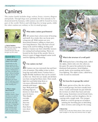 The Living Planet



Canines
The canine family includes dogs, wolves, foxes, coyotes, dingoes
and jackals. Though dogs were probably the first animals to be
domesticated by humans, wild canines can still be found in every
part of the world. Wolves and wild dogs live in large packs, while
the other canines are solitary or live in small groups.


                             Q What makes canines good hunters?
                             A All canines have a keen sense of hearing
                             and smell. As a result, they can locate prey
                             a long way off. Wild canines are very
                             determined hunters, willing to chase prey
                             over long distances. They also have several
   Fierce hunters
Wild African hunting dogs    sharp teeth used for killing, feeding and
are feared by other          defence. Canines use their chisel-like incisors
animals because they do      for cutting food and grooming. These are
not give up the chase.
                             located in the front of the mouth. Next to
                             them is a pair of dagger-shaped canine teeth
 Quick Q’s:                  used for fighting and hunting.                     Q What is the structure of a wolf pack?
 1. Which is the fastest
 canine in the world?
                                                                                A Wolf packs have a breeding male, called
 Greyhounds are the
 fastest canines in the
                             Q Can canines run fast?                            the alpha, which rules over the others in
                                                                                the pack. He asserts his authority by using
 world. They have been
 known to run at speeds
 of up to 70 kilometres
                             A Canines can run extremely fast and have          dominant body posture, facial displays,
                             a lot of stamina. This ability is due to their     growls, barks, scent marking and at times,
 per hour (44 miles per
 hour). African hunting      long legs and ankle bones. Canines have a          even fighting. The alpha’s mate, called beta,
 dogs are also very fast     highly flexible backbone that can be arched        is the second in command.
 and can maintain            as they run. Their feet are small, and all their
 speeds of 50–60
                             toes have strong but blunt claws. Their small,
 kilometres per hour
 (31–37 miles per hour)
 for very long distances
                             light feet and limbs help them to                  Q Do foxes live in groups like wolves?
                             run more efficiently than other
 while chasing prey.
                             animals with larger                                A Some species of fox, like the red fox,
                             legs. Wolf packs and                               live in small groups, but foxes usually hunt
 2. What is unique
 about fennecs?
                             hunting dogs are                                   alone. A male and female fox pair defends
 Fennecs are the
                             known to chase their                               the territory in which they hunt and raise
 smallest canines. These     prey for hours.                                    their young. Sometimes several female foxes,
 tiny foxes are only 65      They finally                                       usually a mother and her daughters, live in
 centimetres (2 feet)
 long from the top of
                             overtake                                            a group with a single male. The younger
 their ears to the tips of   animals                                               adults in a red fox group act as helpers,
 their tails, and weigh      that may                                               assisting the breeding pair in defending
 less than 1.5 kilograms
 (3.3 pounds). These
                             be faster                                              their territory and caring for the young.
 desert-dwellers have        than them
 huge ears that help         over short                                           Desert fox
 them to dispel excess                                                          Fennecs live in the hot Sahara desert. Their coats can
 heat from their body.
                             distances.
                                                                                repel sunlight in the day and conserve heat at night.


50
 