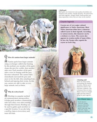 Canines


                                               Wolf pack
                                             Wolf packs are closely knit and usually all members are
                                             related to one another, though distantly. The pack hunts
                                             and feeds together, though smaller family groups may
                                             sleep separately in dens that are close to one another.


                                               Coyote legends
                                               Coyotes are of very major cultural
                                               significance to Native Americans. Most
                                               Native American tribes have a character
                                               called Coyote in their legends. According
                                               to various stories, this character can be
                                               a trickster or a hero. The coyote also
                                               appears in creation myths of many tribes.
                                               In fact, the Navajo tribe regards the
                                               coyote as God’s dog.




Q How do canines hunt larger animals?
A Canine packs hunt larger animals
using a technique called relay hunting.
In this method, one member of the pack
chases the prey for a while, then another
takes over. Each member of the pack
takes a turn in chasing until the prey
becomes exhausted. The canines then
immediately surround the prey and
move in for the kill, often attacking from
                                                                             Howling wolf
behind and injuring their victim. In this                                 There are many myths
way, canines are able to take on very                                     surrounding the howling
large animals, such as bison.                                             of wolves. Wolves were
                                                                          believed to howl at the
                                                                          full moon. However, this
                                                                          is because they are more
Q Why do wolves howl?                                                     likely to hunt on a bright
                                                                          night and they howl to
A Howling is a popular method                                             bring the pack together.

of communication among wolves.
                                                                            Try these too…
It helps pack members communicate
                                                                            North America
with each other, even when moving                                           (110–111), South
through thick forests. Howling can                                          America (112–113),
be used to gather pack members at                                           Europe (116–117),
                                                                            Africa (118–119), Asia
a specific location. It can also help                                       (120–121), Native
a wolf lay claim to its territory and                                       Americans (133–135)
warn off rivals.

                                                                                                     51
 
