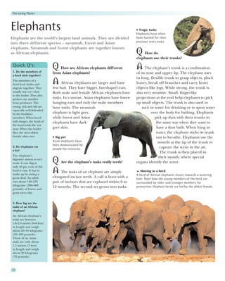 The Living Planet



Elephants                                                                        Tragic tusks
                                                                               Elephants have often
Elephants are the world’s largest land animals. They are divided               been hunted for their
                                                                               precious ivory tusks.
into three different species – savannah, forest and Asian
elephants. Savannah and forest elephants are together known
as African elephants.                                                          Q   How do
                                                                               elephants use their trunks?
 Quick Q’s:
 1. Do the members of
                             Q How are African elephants different             A The elephant’s trunk is a combination
                             from Asian elephants?                             of its nose and upper lip. The elephant uses
 a herd stick together?
                                                                               its long, flexible trunk to grasp objects, pluck
 The members of a
 herd feed, bathe and        A     African elephants are larger and have       leaves, break off branches and carry heavy
 migrate together. They      less hair. They have bigger, fan-shaped ears.     objects like logs. While strong, the trunk is
 usually stay very close     Both male and female African elephants have       also very sensitive. Small, finger-like
 to the leader. They also
 protect one another         tusks. In contrast, Asian elephants have lower-   projections at the end help elephants to pick
 from predators. The         hanging ears and only the male members            up small objects. The trunk is also used to
 young, sick and old are     have tusks. The savannah                              suck in water for drinking or to spray water
 especially well-defended
 by the healthier            elephant is light grey,                                     over the body for bathing. Elephants
 members. When faced         while forest and Asian                                         pick up dust with their trunks in
 with danger, the head of    elephants have dark                                             the same way when they want to
 the herd leads the rest
 away. When the leader       grey skin.                                                      have a dust bath. When lying in
 dies, the next oldest                                                                       water, the elephant sticks its trunk
 female takes over.            Big pet                                                       out to breathe. Elephants use the
                             Asian elephants have                                             nostrils at the tip of the trunk to
                             been domesticated by
 2. Do elephants eat                                                                           capture the scent in the air.
 a lot?
                             people for centuries.
                                                                                               The trunk is then placed in
 The elephant’s
                                                                                              their mouth, where special
 digestive system is very
 weak. It can digest         Q Are the elephant’s tusks really teeth?          organs identify the scent.
 only 40 per cent of the
 food it eats. It has to
 make up by eating a
                             A The tusks of an elephant are simply                Moving in a herd
                                                                               A herd of African elephants moves towards a watering
 great deal. An adult        elongated incisor teeth. A calf is born with a    hole. Note how the young members of the herd are
 eats about 140–270          pair of incisors that are replaced within 6 to    surrounded by older and stronger members for
 kilograms (300–600
                             12 months. The second set grows into tusks.       protection. Elephant herds are led by the oldest female.
 pounds) of leaves and
 grass every day.


 3. How big are the
 tusks of an African
 elephant?
 An African elephant’s
 tusks are between
 1.8–2.4 metres (6–8 feet)
 in length and weigh
 about 20–45 kilograms
 (50–100 pounds).
 Those of an Asian
 male are only about
 1.5 metres (5 feet)
 in length and weigh
 about 30 kilograms
 (70 pounds).



52
 