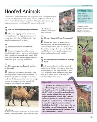 Hoofed Animals




Hoofed Animals                                                                                                    Try these too…
                                                                                                                  North America
                                                                                                                  (110–111), South
The nails of some mammals are large and hard enough for them                                                      America (112–113),
to walk on. These nails are called hooves and such animals are                                                    Africa (118–119), Asia
                                                                                                                  (120–121), Ancient
called hoofed animals, or ungulates. This group includes pigs,                                                    Americas (132)
hippopotamuses, camels, giraffes, goats and cattle.
                                                                                                                     Hollow weapon

Q How did the hippopotamus get its name?                      Camel’s cousin
                                                            The llama is found in the
                                                                                                                 Antelope horns are hollow
                                                                                                                 and light. But they are
                                                                                                                 still formidable weapons.
A The word hippopotamus means river                         Andes mountains.

horse in Greek. The hippopotamus spends
a large part of its day in shallow water and                Q How are llamas different from camels?
usually comes out only at night.
                                                            A Llamas are found in South America.
                                                            Although they are in the same family as
Q Do hippopotamuses sweat blood?                            camels and even look a lot like them, llamas
                                                            do not have humps. They are usually white,
A Common hippos do not have sweat                           with black and brown patches. Alpacas are
glands, but their pores secrete a reddish-pink              similar to llamas but much smaller.
fluid which is often mistaken for blood. This
fluid gives their skin a shiny appearance and
prevents it from cracking in the heat.                      Q Is there any difference between antelope
                                                            and deer?

Q How many species of camels are there                      A All species of antelope have pointed,
in the world?                                               hollow horns that are permanent. Deer have
                                                            branched antlers that they shed every year.
A There are two species of camels. They                     Deer antlers are solid and bony. Only male
are the Bactrian and the Arabian camel. The                 deer grow antlers, while both male and
Bactrian camel has two humps on its back,                   female antelope have horns.
while the Arabian camel has one. The humps
contain fat that provides the animal with
nutrients when food is not available.
                                                              Living tall
                                                              The giraffe is the tallest living mammal.
                                                              An adult male giraffe can grow to a height
                                                              of about 6 metres (20 feet). In contrast, the
                                                              giraffe’s body is not as long as that of most
                                                              other hoofed animals. Its front legs are
                                                              slightly longer than its hind legs. Giraffes’
                                                              necks can be over 1.5 metres (5 feet) in
                                                              length, but only have seven vertebrae (neck
                                                              bones). Its long neck and extraordinary
                                                              height help the giraffe to pluck leaves that are
                                                              beyond the reach of other animals. Giraffes
  Two humps                                                   also have tongues that can be extended as far
The Bactrian camel (above) is found in the Gobi desert of     as 45 centimetres (18 inches)!
Mongolia. The Arabian camel is found in Asia and Africa.

                                                                                                                                           53
 