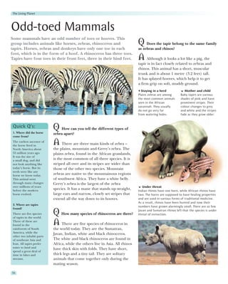 The Living Planet



Odd-toed Mammals
Some mammals have an odd number of toes or hooves. This
group includes animals like horses, zebras, rhinoceros and                      Q    Does the tapir belong to the same family
tapirs. Horses, zebras and donkeys have only one toe in each                    as zebras and rhinos?
foot, which is in the form of a hoof. A rhinoceros has three toes.
Tapirs have four toes in their front feet, three in their hind feet.            A Although it looks a lot like a pig, the
                                                                                tapir is in fact closely related to zebras and
                                                                                rhinos. This animal has a short, muscular
                                                                                trunk and is about 1 metre (3.2 feet) tall.
                                                                                It has splayed hooves, which help it to get
                                                                                a firm grip on soft, muddy ground.
                                                                                  Staying in a herd              Mother and child
                                                                                Plains zebras are among       Baby tapirs are various
                                                                                the most common animals       shades of pink and have
                                                                                seen in the African           prominent stripes. Their
                                                                                savannah. They usually        colour changes to grey
                                                                                do not go very far            and white and the stripes
                                                                                from watering holes.          fade as they grow older.


 Quick Q’s:
 1. Where did the horse
                            Q How can you tell the different types of
                            zebra apart?
 come from?
 The earliest ancestor of
 the horse lived in         A     There are three main kinds of zebra –
 North America about        the plains, mountain and Grevy’s zebra. The
 55 million years ago.      plains zebra, found in the African grasslands,
 It was the size of
 a small dog, and did       is the most common of all three species. It is
 not look anything like     striped all over and its stripes are wider than
 today’s horse. But its     those of the other two species. Mountain
 teeth were like any
 horse we know today.       zebras are native to the mountainous regions
 This animal went           of southwest Africa. They have a white belly.
 through many changes       Grevy’s zebra is the largest of the zebra
 over millions of years                                                            Under threat
 before the modern          species. It has a mane that stands up straight,     Indian rhinos have one horn, while African rhinos have
 horse evolved.             large ears and narrow, closely set stripes that     two. The horns are supposed to have healing properties
                            extend all the way down to its hooves.              and are used in various forms of traditional medicine.
                                                                                As a result, rhinos have been hunted and now their
 2. Where are tapirs
                                                                                numbers have grown alarmingly small. There are so few
 found?
 There are five species
 of tapirs in the world.
                            Q How many species of rhinoceros are there?         Javan and Sumatran rhinos left that the species is under
                                                                                threat of extinction.

 Three of these are
 found in the               A There are five species of rhinoceros in
 rainforests of South       the world today. They are the Sumatran,
 America, while the         Javan, Indian, white and black rhinoceros.
 other two inhabit parts
 of southeast Asia and      The white and black rhinoceros are found in
 Iran. All tapirs prefer    Africa, while the others live in Asia. All rhinos
 water to land and          have thick skin with folds. They have short,
 spend a great deal of
 time in lakes and          thick legs and a tiny tail. They are solitary
 streams.                   animals that come together only during the
                            mating season.

54
 