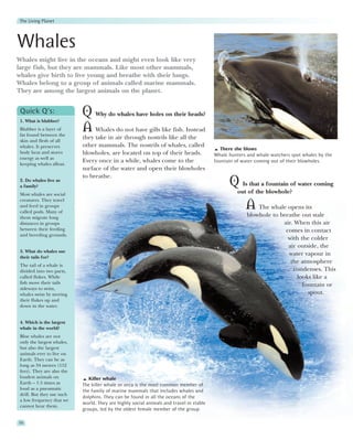 The Living Planet



Whales
Whales might live in the oceans and might even look like very
large fish, but they are mammals. Like most other mammals,
whales give birth to live young and breathe with their lungs.
Whales belong to a group of animals called marine mammals.
They are among the largest animals on the planet.


 Quick Q’s:
 1. What is blubber?
                            Q Why do whales have holes on their heads?
 Blubber is a layer of
 fat found between the
                            A Whales do not have gills like fish. Instead
 skin and flesh of all
                            they take in air through nostrils like all the
 whales. It preserves       other mammals. The nostrils of whales, called
                                                                                            There she blows
 body heat and stores       blowholes, are located on top of their heads.                Whale hunters and whale watchers spot whales by the
 energy as well as
 keeping whales afloat.
                            Every once in a while, whales come to the                    fountain of water coming out of their blowholes.
                            surface of the water and open their blowholes
                            to breathe.
 2. Do whales live as
 a family?                                                                                     Q Is that a fountain of water coming
 Most whales are social                                                                            out of the blowhole?
 creatures. They travel
 and feed in groups
 called pods. Many of
                                                                                                      A The whale opens its
 them migrate long                                                                                     blowhole to breathe out stale
 distances in groups                                                                                                air. When this air
 between their feeding                                                                                               comes in contact
 and breeding grounds.
                                                                                                                      with the colder
                                                                                                                      air outside, the
 3. What do whales use
                                                                                                                      water vapour in
 their tails for?
                                                                                                                       the atmosphere
 The tail of a whale is
 divided into two parts,                                                                                                condenses. This
 called flukes. While                                                                                                     looks like a
 fish move their tails                                                                                                      fountain or
 sideways to swim,
 whales swim by moving                                                                                                        spout.
 their flukes up and
 down in the water.


 4. Which is the largest
 whale in the world?
 Blue whales are not
 only the largest whales,
 but also the largest
 animals ever to live on
 Earth. They can be as
 long as 34 metres (112
 feet). They are also the
 loudest animals on            Killer whale
 Earth – 1.5 times as       The killer whale or orca is the most common member of
 loud as a pneumatic        the family of marine mammals that includes whales and
 drill. But they use such
                            dolphins. They can be found in all the oceans of the
 a low frequency that we
                            world. They are highly social animals and travel in stable
 cannot hear them.
                            groups, led by the oldest female member of the group.

56
 