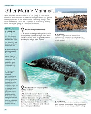 The Living Planet



Other Marine Mammals
Seals, walruses and sea lions fall in the group of ‘fin-footed’
mammals who can move across land using their fins. All species
in this group take to the water almost every day, and get their
food underwater. There are 18 species of seals today, making
them the largest group of fin-footed mammals.


 Quick Q’s:
 1. Which seal dives
                             Q Why are seals good swimmers?
 the deepest?
 Weddell seals are not
                             A Seals have a torpedo-shaped body that           Large colony
 only good swimmers,
                             makes it easy to move through water. They      Seals live in large colonies on remote islands.
                             also have strong limbs shaped like paddles     The colonies are divided into nurseries, an area for
 but also great divers.
                                                                            half-grown seals, and an area for adult seals, which is
 They have been known        that help to propel them forward.              nearest to the sea.
 to dive to depths of
 over 500 metres (1,600
 feet), and stay there for
 more than an hour.


 2. Which are the largest
 and smallest seals in
 the world?
 Seals range in size from
 1 metre (3 feet) to
 over 5 metres (16 feet).
 Galapagos fur seals
 and ringed seals are
 the smallest, while
 the male southern
 elephant seal is the
 largest in the world.


 3. Why was the sea
 otter hunted so
 extensively?
 The sea otter has the
 densest and most
 luxurious fur among all
 mammals. The brown
 fur has up to 394,000
 hairs per square
 centimetre! This fur was
 sought after by the
 richest people in the       Q Why do seals appear clumsy while
 eighteenth and              walking on land?
 nineteenth centuries.
 So the sea otter was
 hunted all over the         A    Most seals are very clumsy on land.
 North Pacific, until it     Their front limbs are of no use for walking,
 was almost extinct. The     and they slide on ice with great difficulty.
 animal has been
 protected from hunters      Some types of seals have longer, more mobile
                                                                               Sleek predator
 in recent decades and it    flippers, so they are better adapted for
 is showing signs of                                                        A seal becomes a sleek, fast predator the moment it is in
                             moving on land. When on land, seals are        water. Most seal species are able to stay submerged and
 recovery.
                             most vulnerable to hunters.                    chase their prey for many minutes without breathing.

58
 