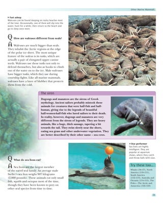 Other Marine Mammals


  Fast asleep
Walruses can be found sleeping on rocky beaches most
of the time. Occasionally, one of them will slip into the
water, hunt for a while, then return to the beach and
go to sleep once more.



Q How are walruses different from seals?
A Walruses are much bigger than seals.
They inhabit the Arctic regions at the edge
of the polar ice sheet. The most unique
feature of the walrus is its tusks, which are
actually a pair of elongated upper canine
teeth. Walruses use these tusks not only to
defend themselves, but also as hooks to climb
out of the water on to the ice. Male walruses
have bigger tusks, which they use during
courtship fights. Like all marine mammals,
walruses have a layer of blubber that protects
them from the cold.


                                  The siren
                                  Dugongs and manatees are the sirens of Greek
                                  mythology. Ancient sailors probably mistook these
                                  animals for creatures that were half-fish and half-
                                  human, giving rise to the legends of beautiful
                                  half-women-half-fish who lured sailors to their death.
                                  In reality, however, dugongs and manatees are very
                                  different from the sirens of legends. They are heavy
                                  animals, like a huge, thick sausage, tapering a bit
                                  towards the tail. They swim slowly near the shore,
                                  eating sea grass and other underwater vegetation. They
                                  are better described by their other name – sea cows.


                                                                                             Star performer
                                                                                           Sea lions are highly
                                                                                           intelligent. They are
                                                                                           popular at aquarium
                                                                                           shows, where they catch

Q What do sea lions eat?                                                                   and throw balls with ease.



A Sea lions are the largest member                                                          Try these too…
                                                                                            Whales (56–57), North
of the eared seal family. An average male
                                                                                            America (110–111),
Steller’s sea lion weighs 907 kilograms                                                     South America
(2,000 pounds). These animals eat only small                                                (112–113), Australia and
                                                                                            Oceania (114–115), The
fish, squids and octopus most of the time,
                                                                                            Poles – The Arctic and
though they have been known to prey on                                                      Antarctica (122–123)
other seal species from time to time.

                                                                                                                  59
 