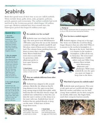The Living Planet




Seabirds
Birds that spend most of their time at sea are called seabirds.
These include skuas, gulls, terns, auks, penguins, pelicans,
petrels, gannets and cormorants. The earliest seabirds had teeth
and lived in the Cretaceous period, which began 146 million
years ago. Modern seabirds have been around since the
Palaeogene period that began 65 million years ago.                                      Drying up
                                                                                     After fishing, cormorants have to spread out their wings
                                                                                     to dry as they do not have waterproof feathers.
Quick Q’s:                   Q Do seabirds ever live on land?
1. Are most
                                                                                     Q How far does a seabird migrate?
seabirds white?
                             A Seabirds come on to land to lay their
Seabirds are white,
grey or black. These         eggs. The snow petrel nests 483 kilometres              A Seabirds migrate a long way to lay eggs.
colours help them            (300 miles) away from the sea on the Antarctic          The Arctic tern holds the record for flying
hide from enemies            continent. Although seabirds usually fly and            longer distances than any other bird. When it
and also from prey.
Their legs and beaks         fish alone, most of them nest in colonies on            is summer in the northern hemisphere, it
are sometimes                land. The colonies house anything from a few                         flies up to the Arctic. And when
brightly coloured.           dozen to more than a million                                           it is summer in the southern
                             birds. Murres build their                                              hemisphere, it flies all the way
2. How do seabirds           nests close to each other                                             to Antarctica. The terns travel
catch their food?
                             for protection, while                                                   20,000 kilometres (12,000
The albatross feeds on
fish and krill that are
                             albatrosses prefer to                                                      miles) each way! Other long
found on the surface         leave space between                                                          distance flyers include
of the water. Gannets        their nests.                                                                      sooty shearwaters,
and boobies dive to
pick up prey. Some,
                                                                                                                albatrosses and
                               Good divers                                                                    phalaropes. While many
like the chinstrap
                             Murres dive beneath the
penguin, dive and
                             surface to feed on fish.
                                                                                                             seabirds fly over the open
chase their prey.
Skuas and frigate
                                                                                                             sea, many are happy to
birds are known to                                                                                          keep close to the shore.
steal food from others.      Q How are seabirds different from other
                             kinds of birds?
3. Is so much salt good                                                              Q What kind of parents do seabirds make?
for birds?                   A    Seabirds have adapted to life around
Seabirds have salt
glands on their face that
                             saltwater. Birds like the albatross that fly            A Seabirds make good parents. They nest
excrete some of the salt     long distances over the open ocean have                 at safe spots and are careful with their eggs.
they take in. But the salt   long, strong wings to help them glide, while            Both the mother and father care for their
does not seem to harm        birds that dive for fish have shorter wings. All        young. Some seabirds care for their young for
the birds – seabirds live
longer than other types      seabirds have webbed feet so that they can              six months, while some, like frigate birds,
of birds. In fact, the       skim the water’s surface or dive down in to             watch their young for fourteen months.
albatross can live           the water with ease. Seabirds have lots of
for up to 60 years.
                             feathers that are packed densely, to keep
                             out the water. A thick layer of down
                             keeps them warm.
                               Strange nest               Good dads
                             Petrels make their nests   Unlike most birds, the
                             with pebbles. They move    male phalarope guards
                             to land only to breed.     his eggs until they hatch.

60
 