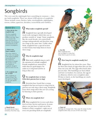 The Living Planet




Songbirds
The crow and the nightingale have something in common — they
are both songbirds. There are about 4,500 species of songbirds.
These include crows, finches, larks, mockingbirds, nightingales,
ravens, robins, sparrows, thrushes, weaverbirds and warblers.

 Quick Q’s:
 1. When did the first
                             Q What makes songbirds special?
 songbirds sing?
 The first songbirds
                             A Songbirds have specially developed
 appeared about 50           vocal cords (syringes) which they use to
 million years ago. They     produce sounds or ‘songs’. Some songbirds,
 were found in the           like the wood thrush, can control both
 lands now known as
 Australia, New Zealand      syringes independently and therefore sing
 and Antarctica in the       two songs at the same time. Unlike other
 southern hemisphere.        birds, songbirds have a special section
                             in their brains that helps them to learn
 2. Which is the             their songs.                                       Tree life
 largest songbird?                                                           Most songbirds have
 The raven, which is                                                         toes arranged in a way that
 part of the crow family,
 is the largest songbird,    Q Why do songbirds sing?                        helps them to perch on trees.

 measuring about
 60 centimetres
 (24 inches) in length.
                             A Most male songbirds sing to catch             Q How long do songbirds usually live?
                             the attention of a female songbird.
 All members of the
 crow family are
 songbirds, though it
                             Female songbirds are attracted to               A Songbirds live for about five years. They
                             males that are good singers. So,                lay their first clutch of eggs when they are less
 may not seem so to us.
                             males try to sing loud and for as               than one year old. The eggs often hatch after
                             long as they can.                               just ten days. The hatchlings are born blind
 3. Do songbirds only
 live on land?                                                               and have no feathers. In contrast, the egg of
                                                                             an albatross, which is not a songbird, takes
 Most songbirds are
 found on land. The
 five species of dipper
                             Q   Do songbirds have to learn                  80 days to hatch, so the hatchlings are much
                             from their parents how to sing?                 more developed.
 are the only aquatic
 songbirds.
                             A Scientists have found that a young
                             songbird that has not learnt to sing from its
                             parents can only sing a short song. Songbirds
                             learn their songs when they are very young,
                             by listening to their parents.


                             Q Where do songbirds live?
                             A Most songbirds live in trees and often
                             feed on fruit, berries and insects. In most
                             places, you just have to look out of the
  Wood thrush                                                                   Copy cat
The wood thrush sings a      window to find a songbird – eight out of        Starlings are strange birds. They copy the songs of other
melodious flute-like song.   every ten perching birds are songbirds!         songbirds when they run out of their own songs.

62
 