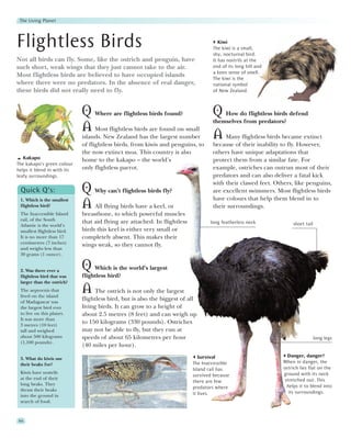 The Living Planet




Flightless Birds                                                                      Kiwi
                                                                                   The kiwi is a small,
                                                                                   shy, nocturnal bird.
Not all birds can fly. Some, like the ostrich and penguin, have                    It has nostrils at the
such short, weak wings that they just cannot take to the air.                      end of its long bill and
                                                                                   a keen sense of smell.
Most flightless birds are believed to have occupied islands                        The kiwi is the
where there were no predators. In the absence of real danger,                      national symbol
these birds did not really need to fly.                                            of New Zealand.



                             Q Where are flightless birds found?         Q How do flightless birds defend
                                                                         themselves from predators?
                             A Most flightless birds are found on small
                             islands. New Zealand has the largest number A Many flightless birds became extinct
                             of flightless birds, from kiwis and penguins, to      because of their inability to fly. However,
                             the now extinct moa. This country is also             others have unique adaptations that
   Kakapo                    home to the kakapo – the world’s                      protect them from a similar fate. For
The kakapo’s green colour
helps it blend in with its   only flightless parrot.                               example, ostriches can outrun most of their
leafy surroundings.                                                                predators and can also deliver a fatal kick
                                                                                   with their clawed feet. Others, like penguins,
 Quick Q’s:                  Q Why can’t flightless birds fly?                     are excellent swimmers. Most flightless birds
 1. Which is the smallest                                                          have colours that help them blend in to
 flightless bird?            A All flying birds have a keel, or                    their surroundings.
 The Inaccessible Island     breastbone, to which powerful muscles
 rail, of the South
                             that aid flying are attached. In flightless          long featherless neck            short tail
 Atlantic is the world’s
 smallest flightless bird.   birds this keel is either very small or
 It is no more than 17       completely absent. This makes their
 centimetres (7 inches)
                             wings weak, so they cannot fly.
 and weighs less than
 30 grams (1 ounce).


 2. Was there ever a         Q    Which is the world’s largest
 flightless bird that was    flightless bird?
 larger than the ostrich?
 The aepyornis that
 lived on the island
                             A The ostrich is not only the largest
 of Madagascar was
                             flightless bird, but is also the biggest of all
 the largest bird ever       living birds. It can grow to a height of
 to live on this planet.     about 2.5 metres (8 feet) and can weigh up
 It was more than
 3 metres (10 feet)
                             to 150 kilograms (330 pounds). Ostriches
 tall and weighed            may not be able to fly, but they run at
 about 500 kilograms         speeds of about 65 kilometres per hour                                                             long legs
 (1,100 pounds).
                             (40 miles per hour).
                                                                              Survival                          Danger, danger!
 3. What do kiwis use
                                                                           The Inaccessible                   When in danger, the
 their beaks for?
                                                                           Island rail has                    ostrich lies flat on the
 Kiwis have nostrils                                                                                          ground with its neck
                                                                           survived because
 at the end of their                                                                                           stretched out. This
                                                                           there are few
 long beaks. They                                                                                               helps it to blend into
 thrust their beaks
                                                                           predators where
                                                                           it lives.                             its surroundings.
 into the ground in
 search of food.



64
 