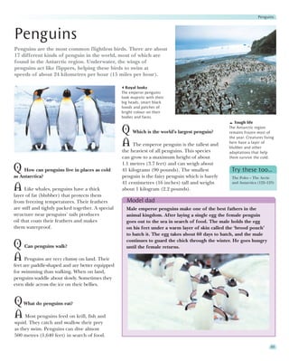 Penguins




Penguins
Penguins are the most common flightless birds. There are about
17 different kinds of penguin in the world, most of which are
found in the Antarctic region. Underwater, the wings of
penguins act like flippers, helping these birds to swim at
speeds of about 24 kilometres per hour (15 miles per hour).

                                                     Royal looks
                                                   The emperor penguins
                                                   look majestic with their
                                                   big heads, smart black
                                                   hoods and patches of
                                                   bright colour on their
                                                   bodies and faces.
                                                                                                      Tough life

                                                   Q Which is the world’s largest penguin?         The Antarctic region
                                                                                                   remains frozen most of
                                                                                                   the year. Creatures living
                                                   A The emperor penguin is the tallest and        here have a layer of
                                                                                                   blubber and other
                                                   the heaviest of all penguins. This species      adaptations that help
                                                   can grow to a maximum height of about           them survive the cold.
                                                   1.1 metres (3.7 feet) and can weigh about
Q    How can penguins live in places as cold       41 kilograms (90 pounds). The smallest           Try these too…
as Antarctica?                                     penguin is the fairy penguin which is barely     The Poles – The Arctic
                                                   41 centimetres (16 inches) tall and weighs       and Antarctica (122–123)
A Like whales, penguins have a thick               about 1 kilogram (2.2 pounds).
layer of fat (blubber) that protects them
from freezing temperatures. Their feathers            Model dad
are stiff and tightly packed together. A special     Male emperor penguins make one of the best fathers in the
structure near penguins’ tails produces              animal kingdom. After laying a single egg the female penguin
oil that coats their feathers and makes              goes out to the sea in search of food. The male holds the egg
them waterproof.                                     on his feet under a warm layer of skin called the ‘brood pouch’
                                                     to hatch it. The egg takes about 60 days to hatch, and the male
                                                     continues to guard the chick through the winter. He goes hungry
Q Can penguins walk?                                 until the female returns.

A Penguins are very clumsy on land. Their
feet are paddle-shaped and are better equipped
for swimming than walking. When on land,
penguins waddle about slowly. Sometimes they
even slide across the ice on their bellies.


Q What do penguins eat?
A Most penguins feed on krill, fish and
squid. They catch and swallow their prey
as they swim. Penguins can dive almost
500 metres (1,640 feet) in search of food.

                                                                                                                           65
 
