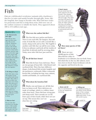 The Living Planet

                                                                                       Smart moves

Fish                                                                                 Do you know how the
                                                                                     male seahorses win over
                                                                                     females? They display
Fish are cold-blooded vertebrates (animals with a backbone),                         their pouch, where they
                                                                                     will carry eggs. They open
that live in water and mainly breathe through gills. Some, like                      and close the pouch and
the lungfish, have lungs to breathe with. Most fish have scales                      even fill it with water to
for protection and fins to help them swim. Fish were one of                          show off. Male seahorses
the earliest creatures to inhabit the Earth. They appeared about                     also have tail pulling
                                                                                     competitions to impress
500 to 475 million years ago.                                                        the females and also snap
                                                                                     at and wrestle with one
                                                                                     another.
 Quick Q’s:
 1. Do fish look after
                                Q What were the earliest fish like?                                      pouch to
                                                                                                         carry eggs
 their eggs?
 Most fish lay their
                                A The first fish were jawless and finless.
 eggs and then swim             There is one such fish, the lamprey, that still                          tail
 away. But not the              exists. It looks like an eel, with a mouth like a
 seahorse. Seahorses            sucker, sharp teeth and no fins. The hagfish is
 make very caring
 parents. The female            another early fish that can still be seen today.     Q How many species of fish
 seahorse lays eggs in          It lives in saltwater and feeds off the insides of   are there?
 a pouch on the male’s          dead fish. It defends itself by secreting slime.
 stomach, and the male
 then carries these eggs        Today, most other fish have jaws and fins.           A    There are over
 for three weeks until                                                               40,000 species of fish.
 they hatch. The male                                                                Most fish live either in
 stickleback fish builds a
 nest of algae and              Q Do all fish have bones?                            freshwater or in saltwater, but not both. Some
 other aquatic plants                                                                fish which live in the sea, like salmon, move
 for its eggs. It also
 releases a sticky glue-
                                A Most fish do have bony skeletons. There            into rivers to breed. Some freshwater eels do
 like substance to hold         are two groups of bony fish – lobe-finned and        the opposite and breed in the sea.
 the nest together.             ray-finned fish. Their fins have different
                                shapes. Lobe-finned fish include lungfish and
 2. Do fish go to sleep?        the prehistoric coelacanth. Other commonly
 Some fish enjoy a nap.         known fish, including herring, tuna, salmon,
 All members of the             sunfish and flatfish, are ray-finned fish.
 parrotfish family sleep
 at night. They make a
 bed out of their own
 saliva that covers them
 fully. Then they go to
                                Q What about the boneless fish?
 sleep on the sea floor.
 But most other types           A Sharks, rays and skates are all fish that              Bones and all                   Killing saw
 of fish continue to            have no bones at all. Their skeletons are            This is a ray-finned fish.       The sawshark belongs to
 swim slowly even
                                made of cartilage, which is a rubbery tissue         Its fins are adapted for         the family of fish without
 when they are resting,
                                softer than bone. These fish have strong jaws        swimming.                        bones. It has a unique
 so it’s difficult to tell if
                                                                                                                      blade-like snout that is
 they have gone                 and sharp teeth. Their mouths are on the                                              edged with teeth. It uses
 to sleep.
                                lower part of their heads, while their eyes are                                       this to kill its prey.
                                on top. This means they can’t see       dorsal fin
 3. What are fins?                                                                                   second                caudal fin
                                what they are eating.                                                dorsal fin
 Fins are thin skin                            eye
 stretched over fan-like
 bones. A fish usually
 has pectoral, dorsal
 and caudal (tail) fins
                                long blade -
                                like snout           mouth                                           pectoral fin
 that help it to swim.


66
 