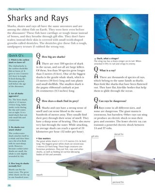The Living Planet




Sharks and Rays
Sharks, skates and rays all have the same ancestors and are
among the oldest fish on Earth. They were here even before
the dinosaurs! These fish have cartilage or tough tissue instead
of bones, and they breathe through gill slits. They don’t have
scales; instead their skin is covered with small tooth-shaped
growths called denticles. The denticles give these fish a rough,
sandpapery texture if rubbed the wrong way.


 Quick Q’s:
 1. Which is the earliest
                            Q How big are sharks?                                         Ouch, what a stinger!
 shark we know of?
 The cladoselache is
                            A There are over 350 species of shark                      The sting ray has a sharp stinger on its tail. When
                                                                                       attacked it lifts its tail and stings its enemy.
                            in the ocean, and not all are large killers.
 the earliest shark-like
 fish we know of. It        Of these, less than 50 species grow longer                 Q What is a ray?
 grew to over 2 metres      than 2 metres (6 feet). One of the biggest
 (6.5 feet) in length.
 It lived during the
                            sharks is the gentle whale shark, which is                 A There are thousands of species of rays,
 Devonian period,           15 metres (50 feet) long and eats plants                   which belong to the same family as sharks.
 well before the age        and small shellfish. The smallest shark is                 Rays look like sharks that have been flattened
 of the dinosaurs.
                            the pygmy ribbontail catshark at just                      out. They have flat, kite-like bodies that help
                            24 centimetres (9.5 inches) long.                          them to glide through the ocean.
 2. Are all sharks
 aggressive?
 No. The horn shark,
 which is 1.2 metres        Q How does a shark find its prey?                          Q Can rays be dangerous?
 (4 feet) long, hides
 under rocks during
 the day and comes
                            A Sharks and rays have a strong sense of                   A Rays come in all different sizes, and
 out at night. It is a      smell and can sense blood in the water                     some are dangerous. The giant manta is
 timid shark that eats      hundreds of metres away. They usually find                 enormous, but harmless. Other rays can sting
 only small fish and        their prey through their sense of smell. They              or produce an electric shock to stun their
 crustaceans.
                            have a sharp sense of hearing. They also move              prey and enemies. The lesser electric ray can
                            very fast through the water. While attacking,              transmit a powerful electric shock between
 3. Do sharks ever
                            an average shark can reach a speed of 19                   14 and 37 volts.
 attack whales?
                            kilometres per hour (12 miles per hour).
 The cookie-cutter                                                                                          dorsal fin
 shark attaches itself to                                                           gill slits
 a whale and then bites       Size matters
 out a bit of its flesh     The great white shark is 3.7–3.75 metres (12–16 feet)
 with its razor-sharp       long. The biggest great white shark on record was
 teeth. However,            7 metres (23 feet) long. These huge creatures are
 because cookie-cutter      ferocious predators. They eat fish, rays and other
 sharks are small, the      sharks, as well as feeding on carrion (decaying
 whale is only slightly     bodies of fish and animals).
 wounded by this.

                            eye
 4. How long do sharks
 normally live?
 Sharks can live for
 many years. The great
 white shark can live up    mouth
 to one hundred years.

                                                                                                           pectoral fin
68
 