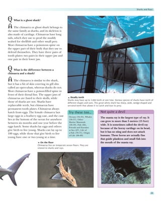 Sharks and Rays



Q What is a ghost shark?
A The chimaera or ghost shark belongs to
the same family as sharks, and its skeleton is
also made of cartilage. Chimaeras have long
tails, which they use to prod the muddy
seabed for shellfish and other small prey.
Most chimaeras have a poisonous spine on
the upper part of their body that they use to
defend themselves. They have three pairs of
tooth plates: two pairs in their upper jaw and
one pair in their lower jaw.


Q What is the difference between a
chimaera and a shark?

A The chimaera is similar to the shark,
but it has a bit of skin covering its gill slits
called an operculum, whereas sharks do not.
Most chimaeras have a poison-filled spine in
front of their dorsal fins. The upper jaws of
chimaeras are fused to their skulls, while               Deadly teeth
                                                      Sharks may have up to 3,000 teeth at one time. Various species of sharks have teeth of
those of sharks are not. Sharks have                  different shapes and sizes. This great white shark has sharp, wide, wedge-shaped and
replaceable teeth, but chimaeras have                 serrated teeth that allows it to catch and tear its prey.
permanent tooth plates. Chimaeras always
hatch from eggs. The female chimaera lays              Try these too…                 Not quite a devil
large eggs in a leathery egg case, and the case        Oceans (34–35), Whales         The manta ray is the largest type of ray. It
lies at the bottom of the ocean for anywhere           (56–57), Other
                                                       Marine Mammals                 can grow to more than 5 metres (15 feet)
between six months and one year before the
                                                       (58–59), Fish (66),            wide. It is sometimes called the devil ray
eggs hatch. Some sharks lay eggs and others            Friends and Enemies            because of the horny cartilage on its head,
give birth to live young. Sharks can lay up to         at Sea (67), Life of
                                                       a Fish (70–71), Origin         but it has no sting and does not attack
100 eggs, while those that give birth to live
                                                       of Life (88–89)                humans. These horns are actually fins
young have one or two young at a time.
                                                                                      that guide plankton and small fish into
                            On the floor                                              the mouth of the manta ray.
                         Chimaeras live on temperate ocean floors. They are
                         related to sharks and rays.




                                                                                                                                         69
 