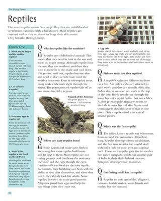The Living Planet




Reptiles
The word reptile means ‘to creep’. Reptiles are cold-blooded
vertebrates (animals with a backbone). Most reptiles are
covered with scales or plates to keep their skin moist.
They breathe through lungs.


 Quick Q’s:
 1. Which are the largest
                             Q Why do reptiles like the sunshine?                    Egg talk
                                                                                 Snakes search for a moist, warm and safe spot to lay
 and the smallest
 reptiles?                   A Reptiles are cold-blooded animals. This           their eggs. Snake egg shells are soft and leathery, not
                                                                                 hard and brittle like birds’ eggs. Baby snakes are born
 The estuarine
                             means that they need to bask in the sun and         with a tooth, which they use to break out of the eggs.
 crocodile is more           warm up to get energy. Although reptiles love       They make a slit in the leathery shell with their tooth to
 than 7 metres (23 feet)                                                         slither out.
                             the sun, they can overheat, and then they
 long. The smallest
                             have to move in to the shade and cool down.
 reptile is the British
 Virgin Islands gecko.
 It is just 18 millimetres
                             If it gets too cold out, reptiles become slow       Q Fish are scaly. Are they reptiles?
                             and need to sleep or hibernate until the
 (0.7 inches) long.
                             weather is warmer. Even in sub-tropical areas,      A A reptile’s scales are different to those
                             many snakes hibernate right through the             on a fish. A reptile’s scales are attached to
 2. Can I outrun
                             winter. The population of reptiles falls off as     each other, and they are actually thick skin.
 a reptile?
                             one moves to colder regions.                        Fish scales, in contrast, are stuck to the top
 Tortoises may be very
 slow on land but some                                                           of the skin. Blood vessels run through the
                                                        Lizard of the Americas
 reptiles are very fast.
                                                      The green iguana is
                                                                                 lower layer of a reptile’s skin, but not a fish’s.
 The spiny-tailed                                                                As they grow, reptiles regularly moult, or
                                                      between 1.2–1.8 metres
 iguana can run at
 35 kilometres per hour                                  (4–6 feet) long.        shed their outer layer of skin. Snakes and
 (21 miles per hour).                                                            worm lizards shed this layer of skin in one
                                                                                 piece. Other reptiles shed it in several
 3. How many eggs do                                                             smaller pieces.
 reptiles lay?
 Some tortoises lay only
 one egg in a season.
 Turtles lay about 150
                                                                                 Q Which was the first reptile?
 eggs several times each
 season. Snakes can lay
 anything from three
                                                                                 A The oldest known reptile was hylonomus.
                                                                                 It was around 25 centimetres (10 inches)
 to 100 eggs, while
 crocodiles lay between      Q Where are baby reptiles born?                     long. Reptiles developed from amphibians,
 20–90 eggs at a time.                                                           and the first true reptiles had a solid skull
                             A Some lizards and snakes give birth to             with holes only for nose, eyes and a spinal
 4. Would I find             live young, but most reptiles build nests           cord. These early reptiles gave rise to another
 reptiles at the North       and lay eggs in them. Most reptiles are not         line called synapsids, which had another pair
 and South Poles?
                             caring parents, and they leave the nest once        of holes in their skulls behind the eyes.
 Most reptiles are found
 in warm, moist areas.
                             they have laid the eggs, though the eggs            Synapsids developed into mammals.
 Being cold-blooded,         contain sufficient food for the baby reptile.
 they cannot live in the     Fortunately, their hatchlings are born with the
 freezing temperatures
 of the polar regions,
                             ability to look after themselves, and when they     Q I’m feeling cold! Am I a reptile?
 with their long nights.     hatch, they already look like adults. Some
 Reptiles need regular
 sunlight to warm
                             reptiles, however, do make good parents.            A Reptiles include crocodiles, alligators,
 themselves up.
                             Alligators guard their eggs and help the            caimans, lizards, snakes, worm lizards and
                             hatchlings when they come out.                      turtles; but not humans!

72
 