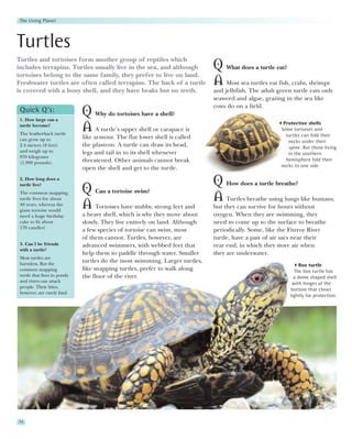 The Living Planet




Turtles
Turtles and tortoises form another group of reptiles which
includes terrapins. Turtles usually live in the sea, and although             Q What does a turtle eat?
tortoises belong to the same family, they prefer to live on land.
Freshwater turtles are often called terrapins. The back of a turtle           A Most sea turtles eat fish, crabs, shrimps
is covered with a bony shell, and they have beaks but no teeth.               and jellyfish. The adult green turtle eats only
                                                                              seaweed and algae, grazing in the sea like
                                                                              cows do on a field.
 Quick Q’s:
 1. How large can a
                              Q Why do tortoises have a shell?
                                                                                                         Protective shells
 turtle become?
 The leatherback turtle
                              A A turtle’s upper shell or carapace is                                   Some tortoises and
                                                                                                          turtles can fold their
 can grow up to               like armour. The flat lower shell is called
                                                                                                           necks under their
 2.4 metres (8 feet)          the plastron. A turtle can draw its head,                                    spine. But those living
 and weigh up to              legs and tail in to its shell whenever                                       in the southern
 870 kilograms
                              threatened. Other animals cannot break                                      hemisphere fold their
 (1,900 pounds).
                                                                                                        necks to one side.
                              open the shell and get to the turtle.
 2. How long does a
 turtle live?                                                                 Q How does a turtle breathe?
                              Q Can a tortoise swim?
 The common snapping
 turtle lives for about                                                       A Turtles breathe using lungs like humans,
 40 years, whereas the
 giant tortoise would
                              A Tortoises have stubby, strong feet and        but they can survive for hours without
 need a huge birthday         a heavy shell, which is why they move about     oxygen. When they are swimming, they
 cake to fit about            slowly. They live entirely on land. Although    need to come up to the surface to breathe
 170 candles!
                              a few species of tortoise can swim, most        periodically. Some, like the Fitzroy River
                              of them cannot. Turtles, however, are           turtle, have a pair of air sacs near their
 3. Can I be friends          advanced swimmers, with webbed feet that        rear end, in which they store air when
 with a turtle?
                              help them to paddle through water. Smaller      they are underwater.
 Most turtles are
 harmless. But the
                              turtles do the most swimming. Larger turtles,
                                                                                                                 Box turtle
 common snapping              like snapping turtles, prefer to walk along                                     The box turtle has
 turtle that lives in ponds   the floor of the river.                                                         a dome shaped shell
 and rivers can attack                                                                                       with hinges at the
 people. Their bites,
                                                                                                            bottom that closes
 however, are rarely fatal.
                                                                                                            tightly for protection.




74
 