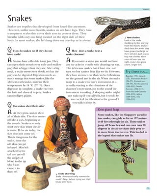 Snakes




Snakes
Snakes are reptiles that developed from lizard-like ancestors.
However, unlike most lizards, snakes do not have legs. They have
transparent scales that cover their eyes to protect them. They
breathe with only one lung located on the right side of their                                             New clothes
body. In most snakes, the left lung does not develop or is absent.                                     Look at the snake
                                                                                                       shedding its skin starting
                                                                                                       from the mouth. Snakes

Q How do snakes eat if they do not                  Q How does a snake hear a                          shed their skin when they
                                                                                                       have grown too large for
                                                                                                       their old skin. Just as you
have teeth?                                         snake charmer?
                                                                                                       buy new clothes when

A Snakes have a flexible lower jaw. They            A If you were a snake you would not have           your old ones are too
                                                                                                       tight, snakes too grow
can open their mouths very wide and swallow         any ear ache or trouble with cleaning ear wax.     a new, larger skin.
prey that is bigger than they are. After a big      This is because snakes don’t have external
meal, a snake moves very slowly, so that the        ears, so they cannot hear like we do. However,      Try these too…
prey can be digested. Digestion needs so            they have an inner ear that can feel vibrations     Reptiles (72), Lizards
much energy that some snakes, like the              on the ground and in the air. When the snake        (73), Venomous Snakes
Mexican rattlesnake, increase their                 sways to a snake charmer’s instrument, it is        (76–77), Constrictors
                                                                                                        (78–79), North America
temperature by 14 °C (57 °F). Once                  actually reacting to the vibrations of the          (110–111), South
digestion is complete, a snake excretes             charmer’s movement, not to the sound the            America (112–113),
the hair and claws of its prey. Snakes              instrument is making. A sleeping snake might        Australia and Oceania
                                                                                                        (114–115), Africa
cannot digest plants.                                 not wake up if you called it, but it would be     (118–119), Asia
                                                         sure to feel the vibration in the ground if    (120–121)
                                                          you walked close by.
Q Do snakes shed their skin?
                                                                                 One giant leap
A As they grow, snakes shed                                                      Some snakes, like the Singapore paradise
all of their skin. The skin comes
                                                                                 tree snake, can glide as far as 137 metres
off like a sock, beginning at
                                                                                 (449 feet) through the air. These snakes
the mouth. Snakes can only
                                                                                 jump off branches and can even turn 90
shed their skin when the air
                                                                                 degrees in the air to chase their prey or
is moist. If the air is dry, the
                                                                                 to move from tree to tree. This has led to
skin does not come off.
                                                                                 the legend that snakes can fly.
This is dangerous for the
snake, since the
old skin can get
infected. Skin left
attached to the
tail can cut off
the supply of
blood to the tip
which can
cause it to
drop off.
                                            Snake charming
                                         Snake charmers usually remove the
                                         snake’s fangs before trying out their
                                         tricks with them.

                                                                                                                               75
 