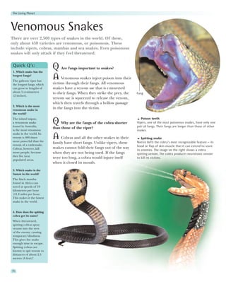 The Living Planet




Venomous Snakes
There are over 2,500 types of snakes in the world. Of these,
only about 450 varieties are venomous, or poisonous. These
include vipers, cobras, mambas and sea snakes. Even poisonous
snakes will only attack if they feel threatened.

 Quick Q’s:
 1. Which snake has the
                             Q Are fangs important to snakes?
 longest fangs?
 The gaboon viper has
                             A Venomous snakes inject poison into their
 the longest fangs, which    victims through their fangs. All venomous
 can grow to lengths of      snakes have a venom sac that is connected
 about 5 centimetres         to their fangs. When they strike the prey, the   Fang
 (2 inches).
                             venom sac is squeezed to release the venom,
                             which then travels through a hollow passage
 2. Which is the most
 venomous snake in
                             in the fangs into the victim.
 the world?
 The inland taipan,                                                              Poison teeth
 a venomous snake
 found in Australia,
                             Q Why are the fangs of the cobra shorter         Vipers, one of the most poisonous snakes, have only one
                                                                              pair of fangs. Their fangs are longer than those of other
                             than those of the viper?
 is the most venomous                                                         snakes.
 snake in the world. Its
 venom is 400 times
 more powerful than the
                             A Cobras and all the other snakes in their           Spitting snake
                                                                              Notice (left) the cobra’s most recognizable feature – its
                             family have short fangs. Unlike vipers, these
 venom of a rattlesnake.                                                      hood or flap of skin muscle that it can extend to scare
 Cobras, however, kill       snakes cannot fold their fangs out of the way
                                                                              its enemies. The image on the right shows a cobra
 more people, because        when they are not being used. If the fangs       spitting venom. The cobra produces neurotoxic venom
 they live near
                             were too long, a cobra would injure itself       to kill its victims.
 populated areas.
                             when it closed its mouth.
 3. Which snake is the
 fastest in the world?
 The black mamba
 found in Africa can
 travel at speeds of 19
 kilometres per hour
 (11.8 miles per hour.
 This makes it the fastest
 snake in the world.


 4. How does the spitting
 cobra get its name?
 When threatened,
 spitting cobras spray
 venom into the eyes
 of the enemy, causing
 temporary blindness.
 This gives the snake
 enough time to escape.
 Spitting cobras are
 known to spit venom to
 distances of about 2.5
 metres (8 feet)!



76
 