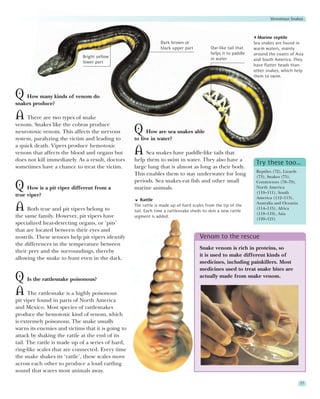 Venomous Snakes



                                                                                                                   Marine reptile
                                                                 Dark brown or                                   Sea snakes are found in
                                                                 black upper part           Oar-like tail that   warm waters, mainly
                                                                                            helps it to paddle   around the coasts of Asia
                             Bright yellow                                                  in water             and South America. They
                             lower part
                                                                                                                 have flatter heads than
                                                                                                                 other snakes, which help
                                                                                                                 them to swim.



Q How many kinds of venom do
snakes produce?

A There are two types of snake
venom. Snakes like the cobras produce
neurotoxic venom. This affects the nervous          Q How are sea snakes able
system, paralyzing the victim and leading to        to live in water?
a quick death. Vipers produce hemotoxic
venom that affects the blood and organs but         A Sea snakes have paddle-like tails that
does not kill immediately. As a result, doctors     help them to swim in water. They also have a
                                                                                                                  Try these too…
sometimes have a chance to treat the victim.        large lung that is almost as long as their body.
                                                                                                                  Reptiles (72), Lizards
                                                    This enables them to stay underwater for long                 (73), Snakes (75),
                                                    periods. Sea snakes eat fish and other small                  Constrictors (78–79),
Q How is a pit viper different from a               marine animals.                                               North America
                                                                                                                  (110–111), South
true viper?                                                                                                       America (112–113),
                                                       Rattle
                                                                                                                  Australia and Oceania
A Both true and pit vipers belong to                The rattle is made up of hard scales from the tip of the
                                                    tail. Each time a rattlesnake sheds its skin a new rattle
                                                                                                                  (114–115), Africa
                                                                                                                  (118–119), Asia
the same family. However, pit vipers have           segment is added.
                                                                                                                  (120–121)
specialized heat-detecting organs, or ‘pits’
that are located between their eyes and
nostrils. These sensors help pit vipers identify                                      Venom to the rescue
the differences in the temperature between
                                                                                      Snake venom is rich in proteins, so
their prey and the surroundings, thereby
                                                                                      it is used to make different kinds of
allowing the snake to hunt even in the dark.
                                                                                      medicines, including painkillers. Most
                                                                                      medicines used to treat snake bites are
Q Is the rattlesnake poisonous?                                                       actually made from snake venom.


A The rattlesnake is a highly poisonous
pit viper found in parts of North America
and Mexico. Most species of rattlesnakes
produce the hemotoxic kind of venom, which
is extremely poisonous. The snake usually
warns its enemies and victims that it is going to
attack by shaking the rattle at the end of its
tail. The rattle is made up of a series of hard,
ring-like scales that are connected. Every time
the snake shakes its ‘rattle’, these scales move
across each other to produce a loud rattling
sound that scares most animals away.

                                                                                                                                           77
 