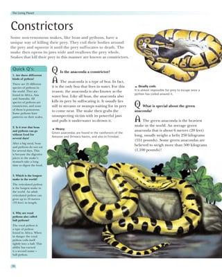 The Living Planet




Constrictors
Some non-venomous snakes, like boas and pythons, have a
unique way of killing their prey. They coil their bodies around
the prey and squeeze it until the prey suffocates to death. The
snake then opens its jaws wide and swallows the prey whole.
Snakes that kill their prey in this manner are known as constrictors.

 Quick Q’s:
 1. Are there diffeerent
                             Q Is the anaconda a constrictor?
 kinds of python?
 There are 25 different
                             A The anaconda is a type of boa. In fact,
 species of pythons in       it is the only boa that lives in water. For this          Deadly coils
 the world. They are         reason, the anaconda is also known as the             It is almost impossible for prey to escape once a
 found in Africa, Asia                                                             python has coiled around it.
                             water boa. Like all boas, the anaconda also
 and Australia. All
                             kills its prey by suffocating it. It usually lies
 species of pythons are
 constrictors, and none
 of them is poisonous.
                             still in streams or swamps waiting for its prey       Q What is special about the green
                             to come near. The snake then grabs the                anaconda?
 Some pythons have
                             unsuspecting victim with its powerful jaws
 patterns on their scales.
                             and pulls it underwater to drown it.                  A    The green anaconda is the heaviest
 2. Is it true that boas
                                                                                   snake in the world. An average green
                               Heavy
 and pythons can go                                                                anaconda that is about 6 metres (20 feet)
                             Green anacondas are found in the rainforests of the
 without food for                                                                  long, usually weighs a hefty 250 kilograms
 several days?
                             Amazon and Orinoco basins, and also in Trinidad.
                                                                                   (551 pounds). Some green anacondas are
 After a big meal, boas
 and pythons do not eat
                                                                                   believed to weigh more than 500 kilograms
 for several days. This                                                            (1,100 pounds)!
 is because the digestive
 juices in the snake’s
 stomach take a long
 time to digest the food.


 3. Which is the longest
 snake in the world?
 The reticulated python
 is the longest snake in
 the world. An adult
 reticulated python can
 grow up to 10 metres
 (33 feet) in length.


 4. Why are royal
 pythons also called
 ball pythons?
 The royal python is
 a type of python
 found in Africa. When
 in danger the royal
 python coils itself
 tightly into a ball. This
 ability has earned
 it a second name –
 ball python.


78
 