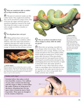 Constrictors



Q How are constrictors able to swallow
prey as big as monkeys and deer?

A The jaws of constrictor snakes are like
rubber bands. They might look small but
they can be stretched to a large extent. This
is because the upper and lower jaws are
attached to ligaments instead of the skull.
This helps the snake to open its mouth
wide enough to swallow a monkey or
a deer whole.


Q Do all pythons have red eyes?                                                                                Patient killer

A Albino pythons have red eyes and                                                                          Green tree pythons

tongues. This is due to a condition called                 Q Why are newborn emerald tree boas              spend hours or even
                                                                                                            days perched on a branch
                                                                                                            and hardly making a
albinism, when the snake lacks melanin –                   red or orange in colour, while the adults
                                                                                                            single movement. But
a pigment that gives the snake its natural                 are green?
                                                                                                            when any potential prey
colour. Albino pythons can be white, yellow,                                                                is within reach, this snake
orange or brown, but they all have red eyes.               A When they are growing, emerald tree            can move very quickly
                                                                                                            and coil itself around
                                                           boas change colour several times. They are
                                                                                                            the victim.
                                                           usually born red or orange. Within a year, the
                                                           young emerald tree boa turns golden yellow,
                                                           before finally becoming green. As the snake       Try these too…
                                                           grows older the green colour gets darker.         Reptiles (72), Lizards
                                                                                                             (73), Snakes (75),
                                                           Adult emerald tree boas spend most of their       Venomous Snakes
                                                           lives draped around branches during the day,      (76–77), North America
                                                           and hanging down from the branches at night       (110–111), South
                                                                                                             America (112–113),
                                                           to hunt their food. This snake spends its         Australia and Oceania
   All the colours                                         entire life in trees. Their dark green colour     (114–115), Africa
Different species of the rainbow boa come in a wide        helps to camouflage them. Emerald tree boas       (118–119), Asia
range of colours. They live on the ground in the forests                                                     (120–121), Ancient
                                                           are among the few snake species that do not       Americas (132), Incas
of South America. The name is also used for the slender
boa, which has colourful markings on its body and is       lay eggs but carry their young inside their       and Aztecs (141)
kept as a pet in some countries.                           bodies until the time of birth.

  Snakes with legs?
  Scientists believe that snakes evolved
  from lizard-like creatures. Over millions
  of years, these creatures lost their legs
                                                                Spur
  until they began to slither on their bellies
  like snakes. Pythons are living proof of
  this theory. All pythons have two tiny
  spurs (claws) towards the back of their
  long bodies. These spurs are thought to
  be the remains of hind feet.



                                                                                                                                    79
 