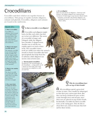 The Living Planet




Crocodilians                                                              It’s an alligator
                                                                       There are two species of alligators – American and
                                                                       Chinese. The longest alligator ever measured was
Crocodiles and their relatives are together known as                   5.8 metres (19 feet) long. It was found in Marsh Island,
crocodilians. This group of reptiles includes alligators,                Louisiana, in the USA. The Chinese alligator is an
                                                                           endangered species and lives only in the Yangtze
caimans and gharials. Crocodiles, alligators and caimans                    River valley.
are found in the rainforests.

 Quick Q’s:
 1. What is crocodillin?
                            Q Is that a crocodile or an alligator?
 Crocodillin is a
 substance that is found
                            A Crocodiles and alligators might
 in crocodilian blood.      look a lot like each other, but they
 Scientists believe that    are in fact very different. The snout
 this substance could       of a crocodile is longer and
 cure some diseases
 that cannot be treated     V-shaped, while the alligator
 with antibiotics.          has a broader, U-shaped snout.
                            Another way to tell the two
 2. Which is the largest    reptiles apart is to look at their
 crocodile species?         teeth. The crocodile’s lower
 The saltwater crocodile    teeth are visible even when the animal’s
 is not only the largest
                            mouth is closed. Crocodiles also have
 of all crocodiles, but
 also the largest reptile   special glands that help them live
 in the world. This huge    in saltwater, while alligators can
 reptile can be more
                            survive only in fresh water.
 than 6 metres (20 feet)
 in length and weigh            Narrow-jawed crocodilian
 over 1,500 kilograms
                            The gharial is the second-longest of
 (3,307 pounds).
                            all crocodilians – a large adult can be
                            7 metres (23 feet) long. Their long
 3. Which is the smallest   narrow jaws are adapted to a diet
 crocodile?                 of small fish.
 The dwarf crocodile
 is exceptionally small.
 Adult dwarf crocodiles
 do not grow more
 than 2 metres
 (6.5 feet) in length.


 4. How many kinds
                                                                                        Q    Why do crocodilians have
 of caiman are there?                                                                   eyes on top of their heads?
 There are six types
 of caiman. The largest
 is the black caiman of
                                                                       A All crocodilians spend a great deal
                                                                       of time in water. They usually lie submerged
 the Amazon, which can
 grow up to a length of                                                so that their prey cannot spot them. But
 6 metres (20 feet). The                                               they can keep a lookout for prey as they
 commonest is the                                                      cruise through rivers and streams, since
 spectacled caiman,
 which grows to an                                                     their eyes are placed on top of their heads.
 average length of                                                     Incidentally, crocodiles do shed crocodile
 2.1 metres (7 feet)                                                   tears, as the saying goes. They do this to
 and can be found all
 over Latin America.                                                   clean their eyes, and not because they feel
                                                                       sad for their victims.

80
 