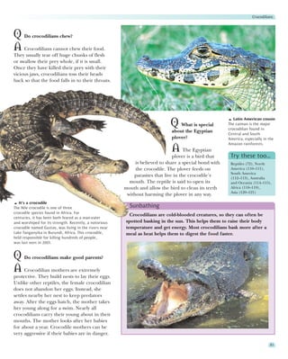 Crocodilians



Q Do crocodilians chew?
A Crocodilians cannot chew their food.
They usually tear off huge chunks of flesh
or swallow their prey whole, if it is small.
Once they have killed their prey with their
vicious jaws, crocodilians toss their heads
back so that the food falls in to their throats.




                                                                                                           Latin American cousin
                                                                             Q What is special          The caiman is the major
                                                                                                        crocodilian found in
                                                                              about the Egyptian
                                                                                                        Central and South
                                                                              plover?                   America, especially in the
                                                                                                        Amazon rainforests.
                                                                              A The Egyptian
                                                                               plover is a bird that     Try these too…
                                                             is believed to share a special bond with    Reptiles (72), North
                                                             the crocodile. The plover feeds on          America (110–111),
                                                                                                         South America
                                                            parasites that live in the crocodile’s       (112–113), Australia
                                                          mouth. The reptile is said to open its         and Oceania (114–115),
                                                        mouth and allow the bird to clean its teeth      Africa (118–119),
                                                                                                         Asia (120–121)
                                                         without harming the plover in any way.
   It’s a crocodile
The Nile crocodile is one of three                        Sunbathing
crocodile species found in Africa. For
                                                          Crocodilians are cold-blooded creatures, so they can often be
centuries, it has been both feared as a man-eater
and worshiped for its strength. Recently, a notorious   spotted basking in the sun. This helps them to raise their body
crocodile named Gustav, was living in the rivers near   temperature and get energy. Most crocodilians bask more after a
Lake Tanganyika in Burundi, Africa. This crocodile,     meal as heat helps them to digest the food faster.
held responsible for killing hundreds of people,
was last seen in 2005.


Q Do crocodilians make good parents?
A Crocodilian mothers are extremely
protective. They build nests to lay their eggs.
Unlike other reptiles, the female crocodilian
does not abandon her eggs. Instead, she
settles nearby her nest to keep predators
away. After the eggs hatch, the mother takes
her young along for a swim. Nearly all
crocodilians carry their young about in their
mouths. The mother looks after her babies
for about a year. Crocodile mothers can be
very aggressive if their babies are in danger.

                                                                                                                               81
 