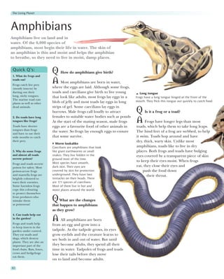 The Living Planet




Amphibians
Amphibians live on land and in
water. Of the 6,000 species of
amphibians, most begin their life in water. The skin of
an amphibian is thin and moist and helps the amphibian
to breathe, so they need to live in moist, damp places.

 Quick Q’s:
 1. What do frogs and
                            Q How do amphibians give birth?
 toads eat?
 Frogs catch live prey
                            A Most amphibians are born in water,
 (mostly insects) by        where the eggs are laid. Although some frogs,
 darting out their          toads and caecilians give birth to live young        Long tongue
 long, sticky tongues.      that look like adults, most frogs lay eggs in a   Frogs have a long tongue hinged at the front of the
 The marine toad eats
                            blob of jelly and most toads lay eggs in long     mouth. They flick this tongue out quickly to catch food.
 plants as well as other
 dead animals.              strips of gel. Some caecilians lay eggs in
                            burrows. Male frogs call loudly to attract        Q Is it a frog or a toad?
 2. Do toads have long      females to suitable water bodies such as ponds
 tongues like frogs?        At the start of the mating season, male frogs     A Frogs have longer legs than most
 Toads have shorter         eggs are a favourite food of other animals in     toads, which help them to take long leaps.
 tongues than frogs
                            the water. So frogs lay enough eggs to ensure     The hind feet of a frog are webbed, to help
 and have to use their
 wide mouths to catch       that some survive.                                it swim. Toads hop around and have
 their prey.                                                                  dry, thick, warty skin. Unlike most
                               Worm lookalike
                            Caecilians are amphibians that look               amphibians, toads like to live in dry
 3. Why do some frogs       like giant earthworms or small                    places. Both frogs and toads have bulging
 and almost all toads       snakes. They live hidden in the                   eyes covered by a transparent piece of skin
 secrete poison?            ground most of the time.
                            Most species have smooth,
                                                                              to keep their eyes moist. When frogs
 Frogs and toads secrete
 poison for safety. Most    dark skin. Their eyes are                         eat, they close their eyes and
 poison-arrow frogs         covered by skin for protection                         push the food down
 and mantella frogs are     underground. They have two                               their throat.
 brightly coloured to       tentacles on their heads. There
 warn their enemies.        are 171 species of caecilians.
 Some harmless frogs        Most of them live in hot and
 copy this colouring        moist places around the world.
 to protect themselves
 from predators who
 mistake them
 as poisonous!
                            Q    What are the changes
                            that happen to amphibians
                            as they grow?
 4. Can toads help out
 in the garden?
 Frogs and toads help
                            A    All amphibians are born
                            from an egg and grow into a
 to keep insects in the
 garden under control.      tadpole. As the tadpole grows, its eyes
 They eat snails and        grow eyelids and the creature learns to
 slugs, which destroy       see both in and out of water. But until
 plants. They are also an
 important part of the      they become adults, they spend all their
 food chain. Rats, foxes,   time in water. Tadpoles of frogs and toads
 crows and hedgehogs        lose their tails before they move
 eat them.
                            on to land and become adults.

82
 