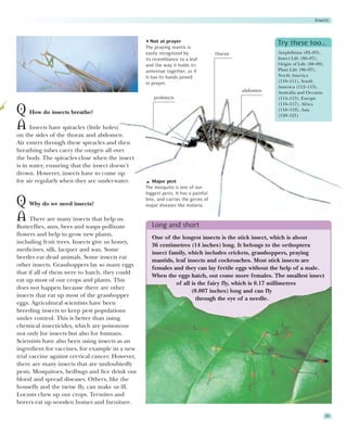 Insects



                                                     Not at prayer                                     Try these too…
                                                  The praying mantis is
                                                  easily recognized by              thorax             Amphibians (82–83),
                                                  its resemblance to a leaf                            Insect Life (86–87),
                                                  and the way it holds its                             Origin of Life (88–89),
                                                  antennae together, as if                             Plant Life (96–97),
                                                  it has its hands joined                              North America
                                                  in prayer.                                           (110–111), South
                                                                                                       America (112–113),
                                                                                             abdomen   Australia and Oceania
                                                      proboscis                                        (114–115), Europe
                                                                                                       (116–117), Africa
Q How do insects breathe?                                                                              (118–119), Asia
                                                                                                       (120–121)

A Insects have spiracles (little holes)
on the sides of the thorax and abdomen.
Air enters through these spiracles and then
breathing tubes carry the oxygen all over
the body. The spiracles close when the insect
is in water, ensuring that the insect doesn’t
drown. However, insects have to come up
for air regularly when they are underwater.          Major pest
                                                  The mosquito is one of our
                                                  biggest pests. It has a painful

Q Why do we need insects?                         bite, and carries the germs of
                                                  major diseases like malaria.

A There are many insects that help us.               Long and short
Butterflies, ants, bees and wasps pollinate
flowers and help to grow new plants,
                                                     One of the longest insects is the stick insect, which is about
including fruit trees. Insects give us honey,
                                                     36 centimetres (14 inches) long. It belongs to the orthoptera
medicines, silk, lacquer and wax. Some
                                                     insect family, which includes crickets, grasshoppers, praying
beetles eat dead animals. Some insects eat
                                                     mantids, leaf insects and cockroaches. Most stick insects are
other insects. Grasshoppers lay so many eggs
                                                     females and they can lay fertile eggs without the help of a male.
that if all of them were to hatch, they could
                                                     When the eggs hatch, out come more females. The smallest insect
eat up most of our crops and plants. This
                                                              of all is the fairy fly, which is 0.17 millimetres
does not happen because there are other
                                                                     (0.007 inches) long and can fly
insects that eat up most of the grasshopper
                                                                       through the eye of a needle.
eggs. Agricultural scientists have been
breeding insects to keep pest populations
under control. This is better than using
chemical insecticides, which are poisonous
not only for insects but also for humans.
Scientists have also been using insects as an
ingredient for vaccines, for example in a new
trial vaccine against cervical cancer. However,
there are many insects that are undoubtedly
pests. Mosquitoes, bedbugs and lice drink our
blood and spread diseases. Others, like the
housefly and the tsetse fly, can make us ill.
Locusts chew up our crops. Termites and
borers eat up wooden homes and furniture.

                                                                                                                                 85
 