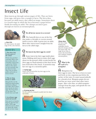 The Living Planet




Insect Life
Most insects go through various stages of life. They are born
from eggs, and grow into a nymph or larva. The larva then
becomes an adult insect, also called an imago. Sometimes there
is a fourth stage in which the larva becomes a pupa before
finally becoming an adult. The changes an insect goes
through are known as metamorphosis.


                                 Q Do all larvae snooze in a cocoon?
                                 A The butterfly larva is one of the few
                                 that makes a chrysalis or cocoon around
                                 itself to rest in, while it grows into an adult.         Deep sleep
   Short life                                                                           The larva stops
For most insects, the adult      Most other insects move straight from the
                                                                                        feeding and
stage of life is the shortest.   larva to the adult stage.                              undergoes drastic
                                                                                        physical changes during
 Quick Q’s:                                                                             the pupal stage. This

 1. How does a bee               Q Do insects lay their eggs in a nest?                 stage occurs only in
                                                                                        insects like butterflies
 become queen of                                                                        that undergo complete
 the colony?
 Worker bees produce
                                 A Some insects lay their eggs inside plant             metamorphosis.
                                 stems. Walking stick insects scatter their eggs
 royal jelly. When a bee
                                 about on the ground, while certain beetles lay
 larva is fed a diet of
 royal jelly, it grows into
 a queen bee. All the
                                 their eggs on dead animals so that their larvae        Q What is the
                                 have food when they hatch. A tarantula wasp            life cycle of a
 others in the colony
 are fed royal jelly only        lays one egg on a tarantula spider.                    mosquito?
 for about two days.
 Then, they are given
 pollen and nectar or
                                    Laying eggs
                                 Insects such as butterflies lay their eggs on the      A Mosquitoes lay
 honey instead.                  underside of leaves.                                   their eggs in water. The larva is born in water
                                                                                        and feeds on tiny organisms just below the
 2. Why are dung
                                                                                        surface of the water. It comes up periodically
 beetles so called?                                                                     for a breath of air. Mosquito pupae do not
 Dung beetles use the                                                                   feed but are more active than other insect
 dung from plant-eating                                                                 pupae. After a few days, an adult mosquito
 animals by rolling it
                                                                                        emerges from the pupa, and spends the rest
 into balls. This is where
 these beetles lay their                                                                of its life on land.
 eggs. The larvae feed
                                   Growing up fast
 on the dung. The
                                 The life cycle of a mosquito usually lasts for about
 beetles bury each ball.
                                 two weeks.

 3. Are all insect eggs
 round and smooth?
 Some species of assassin                           eggs                 larva                 pupa                adult
 bugs lay eggs that have
 spines. These eggs
 hatch into larvae, which
 are almost like adults,
 but do not have wings.



 86
 