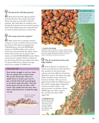 Insect Life


                                                                                                       Try these too…
Q Do insects live with their parents?                                                                  Amphibians (82–83),

A Most insects lay their eggs in batches                                                               Insects (84–85), Plant
                                                                                                       Life (96–97), South
                                                                                                       America (112–113),
and then fly away. The young, when they
                                                                                                       Africa (118–119),
hatch, live close to each other and feed                                                               Asia (120–121)
together. They find safety in numbers even
though their parents are not around to protect
them. Some adult insects meet up only when
it is time to breed, and move on after that.


Q How many insects live together?
A Many insects live in groups, swarms,
colonies or nests. A colony of ants can have
just 50 ants. One big nest in Japan had
1,080,000 queen ants and 306,000,000
                                                    Food for the young
workers in 45,000 smaller nests, each of         Ladybirds mate in spring or summer. Adult females
which was connected with the others. Some        then lay several eggs near a colony of plant-eating
insects, like locusts, live in swarms. One       pests like aphids, or greenfly. When the larvae
                                                 hatch, they feed on these insect pests.
swarm can hold 28,000,000,000 locusts. When
a locust swarm attacks a field, it’s bad news
for the farmer. Each locust weighs only about    Q Why do social insects have such
2.5 grams (0.09 ounce). But an average           large families?
swarm has a weight of 70,000 tons!
                                                 A    Insects that live in colonies are
  Click and roll                                 known as social insects. Like with bees,
                                                 the members of ant and termite
  Most beetles struggle to roll over when
                                                 colonies also have different functions.
  they are upside down on their backs.
                                                 With these insects, the queen lays eggs.
  But not the click beetle. When it is
                                                 Other members of the colony are
  upside down or needs to get out of a
                                                 known as workers. They go out to
  jam, it bends itself until a special spine
                                                 gather food, while the soldiers protect
  on its thorax snaps into place. Then the
                                                 the colony. Laying eggs is important
  beetle shoots into the air with a ‘click’
                                                 work in a termite colony – one
  sound. This usually does the trick, since
                                                 queen termite can produce almost
  when it falls back down, it lands the right
                                                 30,000 eggs every day. A queen
  way up!
                                                 bee can lay more than 1,000
                           beetle on its back    eggs a day.
                           ready to jump
                                                   Leading the way
                                                 Worker ants usually
                                                 hunt for food and
                                                 then leave a trail
                                                 of scent leading
                                                 the other ants in
    body-                                        the colony to the
    arching                                      food source.
    muscle



                                                                                                                                87
 