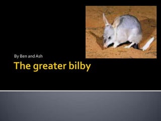 The greater bilby By Ben and Ash 