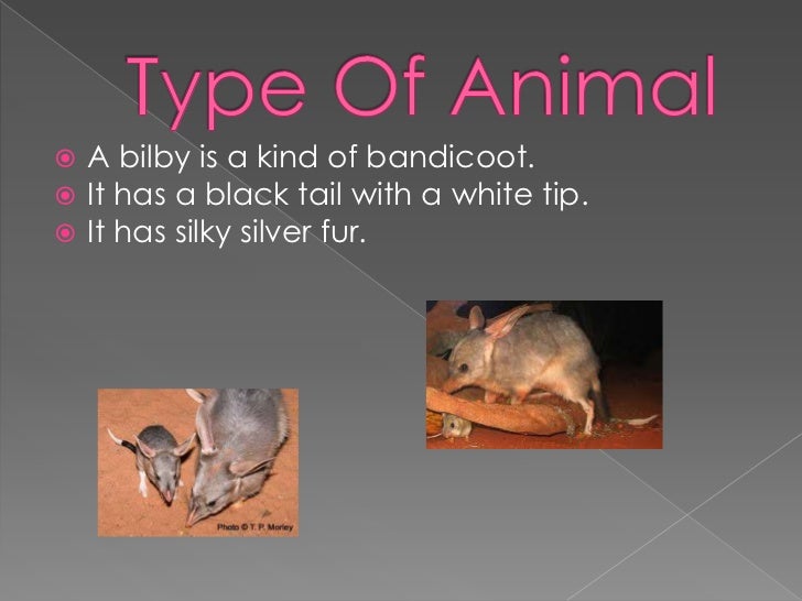 Bilby Labelled Diagram