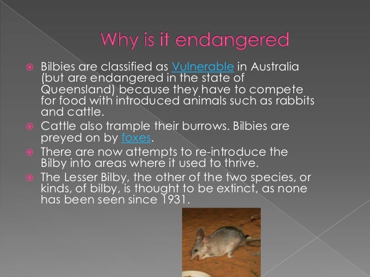 The greater bilby