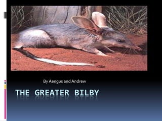 By Aengus and Andrew The Greater Bilby 