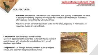 Yellowstone National Park
https://bckbiologysfifield.weebly.com/
Photo from: http://www.uvm.edu/~dross/
SOIL FEATURES:
Nutrients: Yellowstone, characteristic of a taiga biome, has typically nutrient-poor soil. Due
to decomposers taking longer to decompose the needles on the forest floor, nutrients is
often restored more efficiently with natural fires.
Fire: Fires are an extremely significant factor for the forest, especially in Yellowstone. It
rejuvenate forests on a grand scale.
Composition: Soil in the taiga biome is called
spodosol. Spodosol soil is described as typically having layers of
organic topsoil with a leached grey subsoil and an iron-rich
clay/loam layer below.
Temperature: On average annually, between 6 and 8 degrees
celsius, and less than 8 degrees in the summer.
 