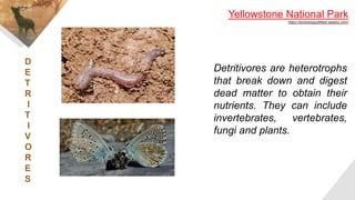 D
E
T
R
I
T
I
V
O
R
E
S
Yellowstone National Park
https://bckbiologysfifield.weebly.com/
Detritivores are heterotrophs
that break down and digest
dead matter to obtain their
nutrients. They can include
invertebrates, vertebrates,
fungi and plants.
 