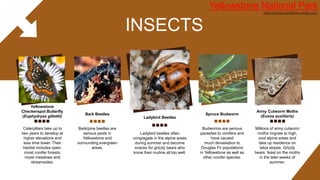 Bark/pine beetles are
serious pests in
Yellowstone and
surrounding evergreen
areas.
Bark Beetles
Caterpillars take up to
two years to develop at
higher elevations and
less time lower. Their
habitat includes open,
moist conifer forests;
moist meadows and
streamsides.
Yellowstone
Checkerspot Butterfly
(Euphydryas gillettii)
Budworms are serious
parasites to conifers and
have caused
much devastation to
Douglas Fir populations
in Yellowstone as well as
other conifer species.
Spruce Budworm
Millions of army cutworm
moths migrate to high,
cool alpine areas and
take up residence on
talus slopes. Grizzly
bears feast on the moths
in the later weeks of
summer.
Army Cutworm Moths
(Euxoa auxiliaris)
Ladybird beetles often
congregate in the alpine areas
during summer and become
snacks for grizzly bears who
know their routine all too well.
Ladybird Beetles
INSECTS
Yellowstone National Park
https://bckbiologysfifield.weebly.com/
 
