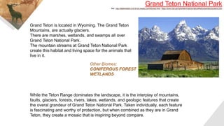 Grand Teton is located in Wyoming. The Grand Teton
Mountains, are actually glaciers.
There are marshes, wetlands, and swamps all over
Grand Teton National Park.
The mountain streams at Grand Teton National Park
create this habitat and living space for the animals that
live in it.
Grand Teton National Park
Ref.: http://666942859131618720.weebly.com/biomes.html, https://www.nps.gov/grte/learn/nature/naturalfeaturesandecosystems.htm
Other Biomes:
CONIFEROUS FOREST
WETLANDS
While the Teton Range dominates the landscape, it is the interplay of mountains,
faults, glaciers, forests, rivers, lakes, wetlands, and geologic features that create
the overal grandeur of Grand Teton National Park. Taken individually, each feature
is fascinating and worthy of protection, but when combined as they are in Grand
Teton, they create a mosaic that is inspiring beyond compare.
 