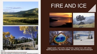 jagged peaks, vast tundra, lush forests, raging rivers, wild valleys,
spewing geysers, abundant wildlife, and stunning natural landscapes
FIRE AND ICE
Sources:
https://www.cyclegreateryellowstone.com/ecosystem/
https://www.visitbigsky.com/blog/what-is-the-greater-yellowstone-ecosystem/
 