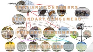 Aspen Trees Big Sage Bearded Wheatgrass Tufted Hairgrass Gray Willow Bluegrass Pond Algae
Beaver Elk Bison Deer Mouse Snowshoe Hare Mayfly
Harlequin Duck
Cutthroat Trout
CAYOTE
BALD EAGLE
RED FOX
GRIZZLY BEARS
GOLD EAGLE
GRAY WOLF
 