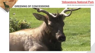 Yellowstone National Park
Video Ref.: https://www.youtube.com/watch?v=m-HrtW8FsC4
GREENING OF CONCESSIONS
 