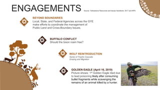 Local, State, and Federal Agencies across the GYE
make efforts to coordinate the management of
Public Land and Cross-Boundary Issues.
BEYOND BOUNDARIES
Should the bison roam free?
BUFFALO CONFLICT
ENGAGEMENTS Source: Yellowstone Resources and Issues Handbook, 2017 and NPS
Series of Trophic Cascade
Grazing and Migration
WOLF REINTRODUCTION
Picture shows: 1st Golden Eagle died due
to lead poisoning likely after consuming
bullet fragments while scavenging the
remains of an animal killed by a hunter.
GOLDEN EAGLE (April 16, 2019)
 