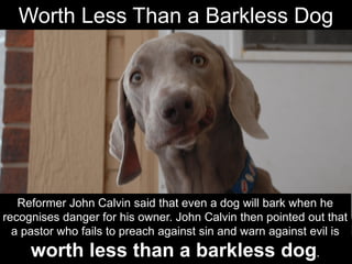 Reformer John Calvin said that even a dog will bark when he
recognises danger for his owner. John Calvin then pointed out that
a pastor who fails to preach against sin and warn against evil is
worth less than a barkless dog.
Worth Less Than a Barkless Dog
 