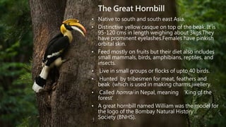 The Great Hornbill
• Native to south and south east Asia.
• Distinctive yellow casque on top of the beak. It is
95-120 cms in length weighing about 3kgs.They
have prominent eyelashes.Females have pinkish
orbital skin.
• Feed mostly on fruits but their diet also includes
small mammals, birds, amphibians, reptiles, and
insects.
• Live in small groups or flocks of upto 40 birds.
• Hunted by tribesmen for meat, feathers and
beak (which is used in making charms,jwellery.
• Called homrai in Nepal, meaning ‘King of the
forest’.
• A great hornbill named William was the model for
the logo of the Bombay Natural History
Society (BNHS).
 