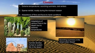 Climate
1. Extreme temperatures: scorching summers, cool winters
2. Sparse rainfall, mostly during the monsoon season
3. Adaptations of flora and fauna to harsh conditions
Adaptations of
various Flora in the
desert due to
extreme
temperatures
Camels develop
humps to sustain
life in the desert
Scorching summers in the
Great Indian Desert
 