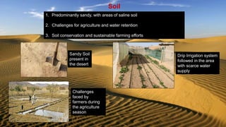 Soil
1. Predominantly sandy, with areas of saline soil
2. Challenges for agriculture and water retention
3. Soil conservation and sustainable farming efforts
Sandy Soil
present in
the desert
Drip Irrigation system
followed in the area
with scarce water
supply
Challenges
faced by
farmers during
the agriculture
season
 