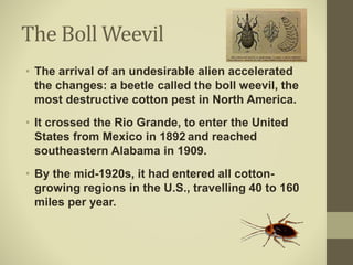 The Boll Weevil
• The arrival of an undesirable alien accelerated
the changes: a beetle called the boll weevil, the
most destructive cotton pest in North America.
• It crossed the Rio Grande, to enter the United
States from Mexico in 1892 and reached
southeastern Alabama in 1909.
• By the mid-1920s, it had entered all cotton-
growing regions in the U.S., travelling 40 to 160
miles per year.
 