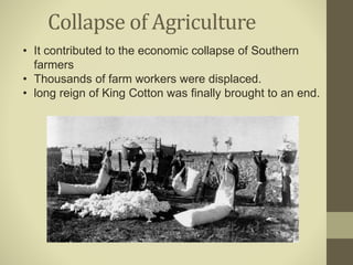 • It contributed to the economic collapse of Southern
farmers
• Thousands of farm workers were displaced.
• long reign of King Cotton was finally brought to an end.
Collapse of Agriculture
 