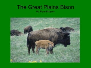 The Great Plains Bison By: Ryan Rodgers 