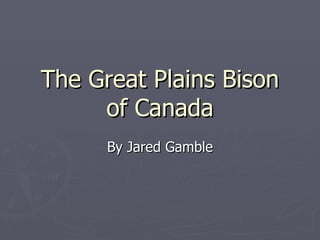 The Great Plains Bison of Canada By Jared Gamble 